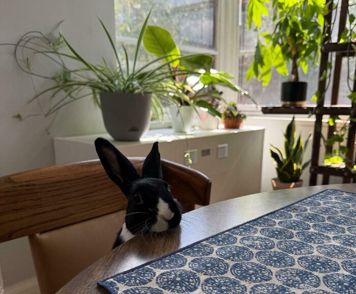 Black and white pet rabbit sitting at a dining table surrounded by houseplants, showing little personal space.