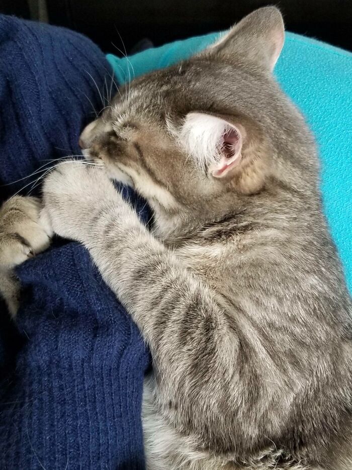 Gray tabby cat hugging a person's arm, showing how pets make people say goodbye to personal space.