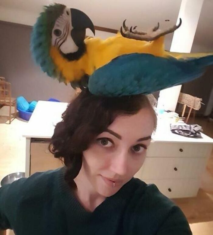 Woman with a colorful parrot sitting on her head, showing how getting a pet means losing personal space.