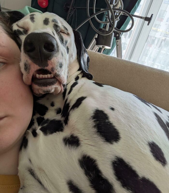 Dalmatian dog cuddling close to person on couch, showing how pets can take over personal space at home.