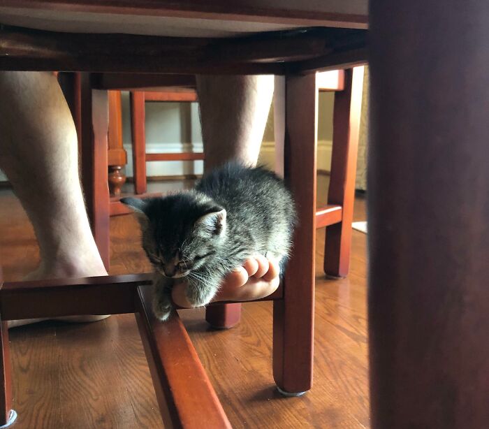 Kitten resting on a person's foot under a chair, showing how people lose personal space after getting a pet.