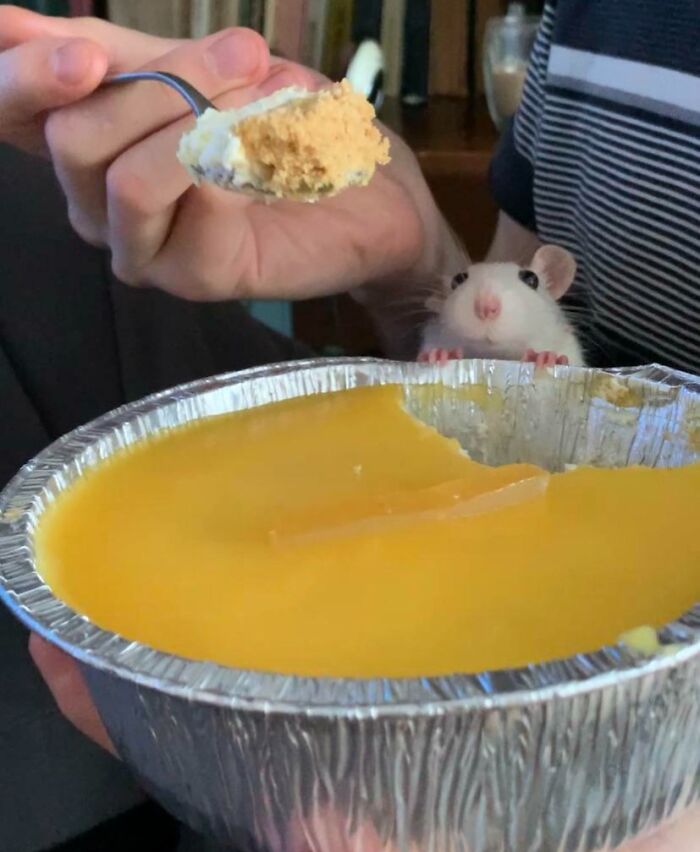 White pet rat peeking over a pie crust as a person offers a spoonful, showing pets affecting personal space.