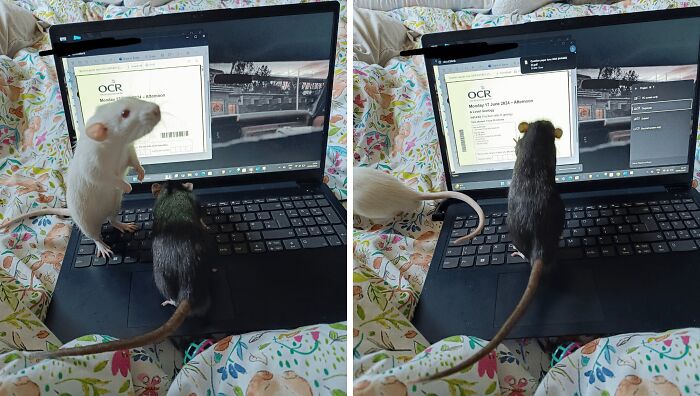 Two pet rats exploring a laptop keyboard, showing how having a pet affects personal space and daily work.