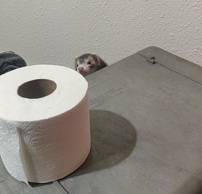 Ferret peeking behind a surface with a roll of toilet paper in the foreground, showing pet personal space takeover.