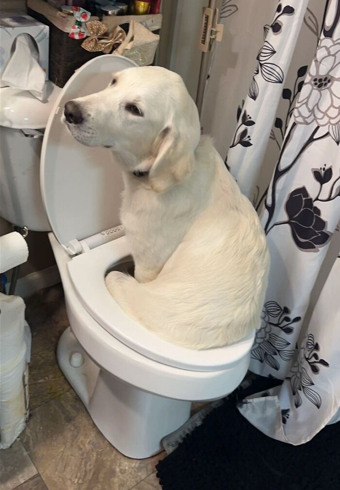 White dog sitting awkwardly on a toilet seat in a bathroom, one of the most awkward pet photos shared by people.