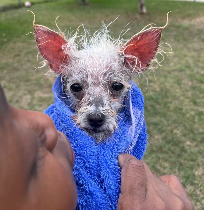Small wet dog wrapped in a blue towel being held outdoors in an awkward pet photo moment.