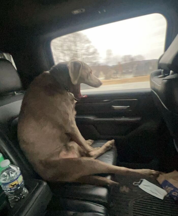Large dog sitting awkwardly on a car seat with legs stretched out, captured in an awkward pet photo.