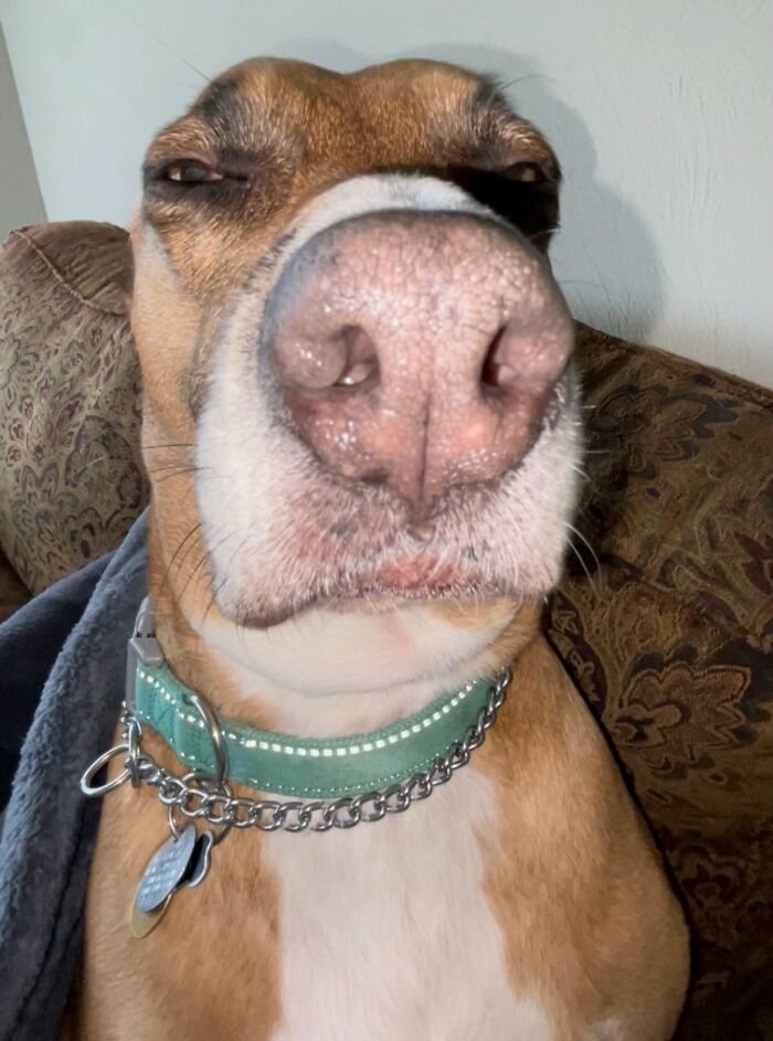 Close-up of a dog making an awkward face while sitting on a patterned couch, capturing a funny pet photo moment.