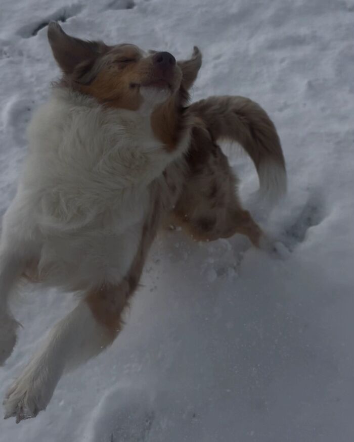 Dog with closed eyes captured mid-jump in snow creating an awkward and funny pet photo moment.