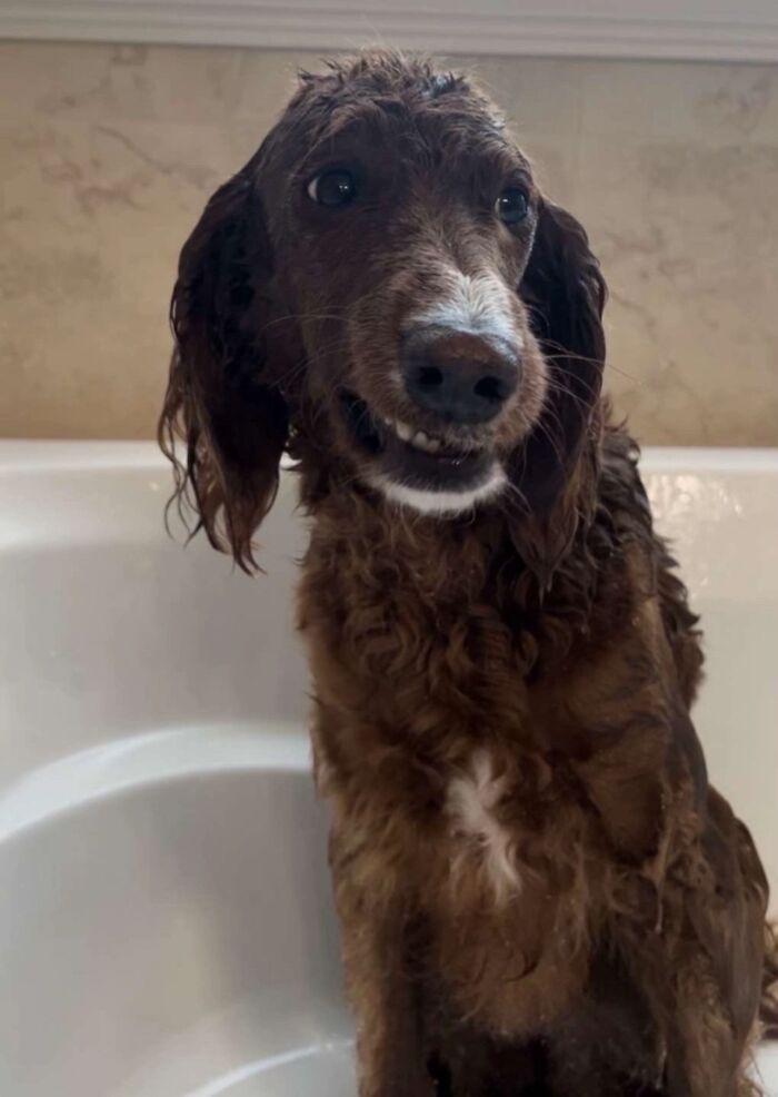 Wet dog making an awkward face while sitting in a bathtub, one of the awkward photos of pets shared by people.
