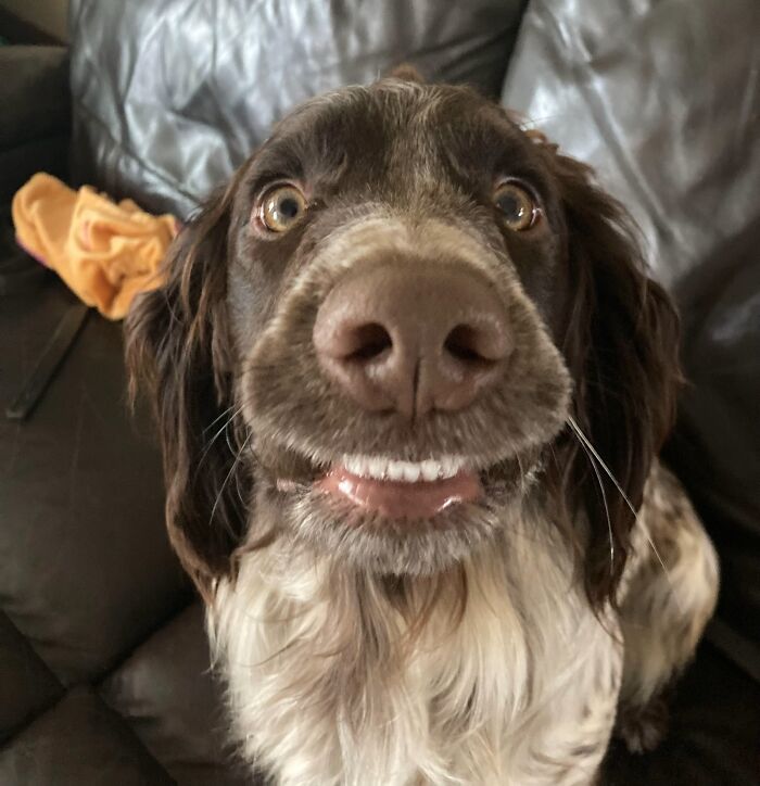 Close-up of a dog making an awkward facial expression, one of the awkward photos of pets shared by their owners.