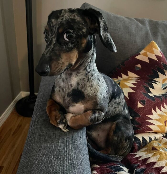 Small dog sitting awkwardly on a couch looking sideways with wide eyes, one of the awkward photos of pets shared online.