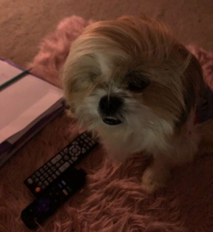 Small dog with messy fur sitting on a pink rug next to a TV remote in an awkward pet photo.