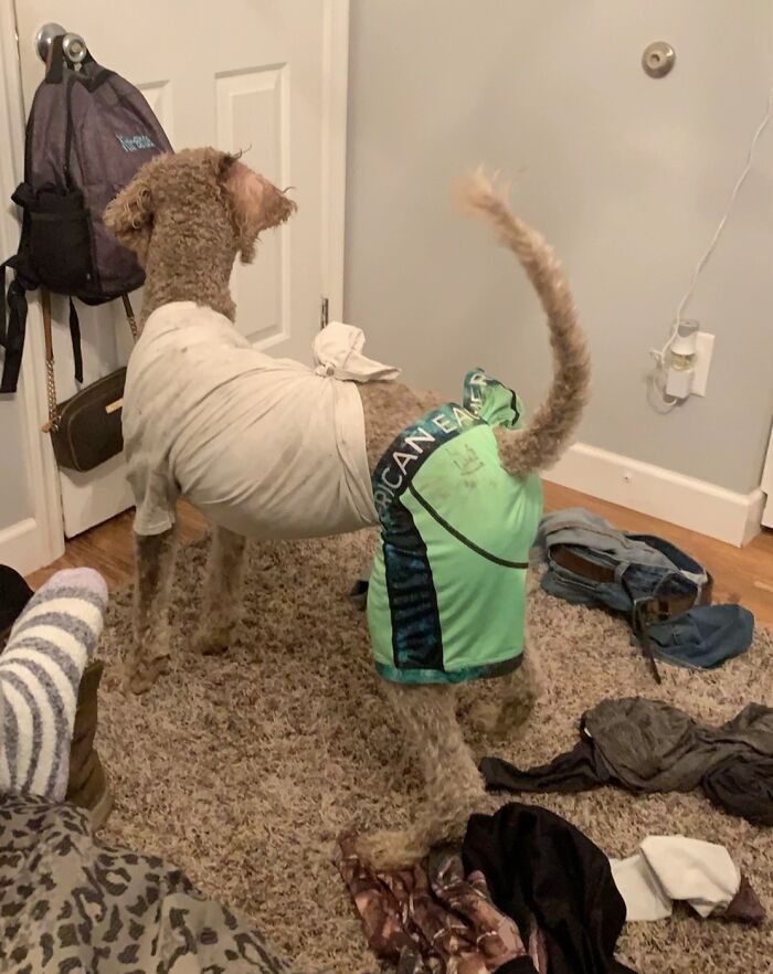 Curly-haired dog wearing mismatched clothes standing on a carpet surrounded by scattered laundry in a bedroom.