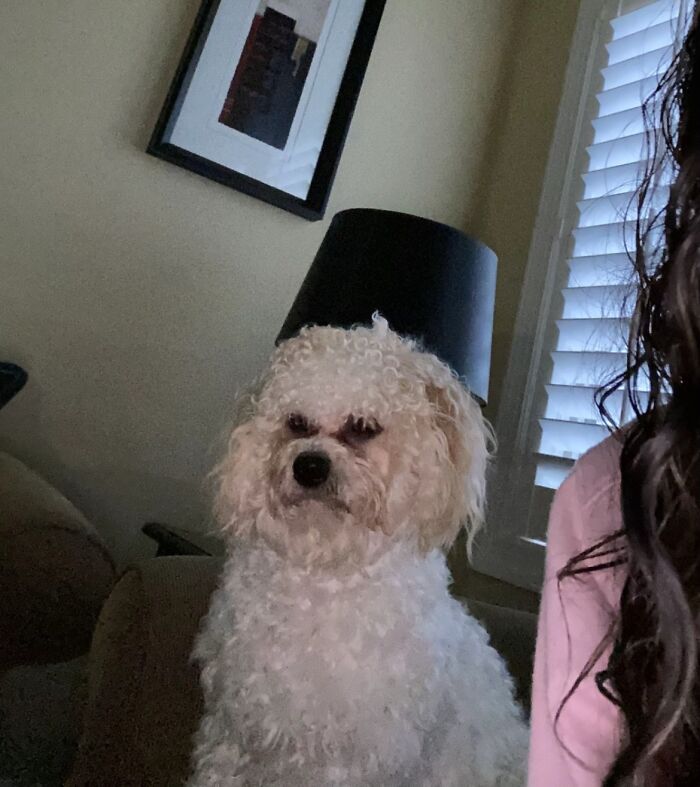 Curly white dog sitting on a couch looking awkward next to a person with dark hair and a lamp in the background.