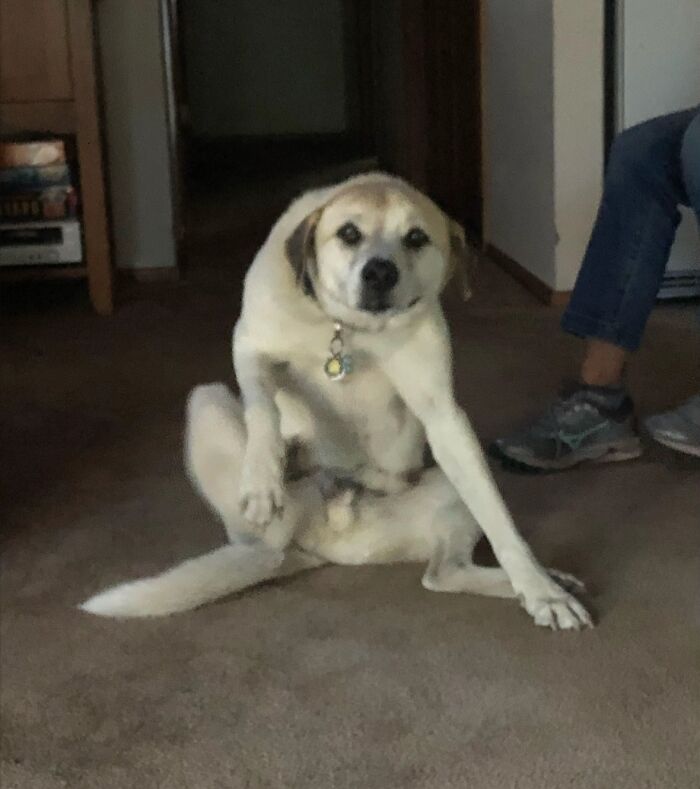 Awkward photo of a dog sitting on carpet with one leg bent and a puzzled expression indoors by a person.