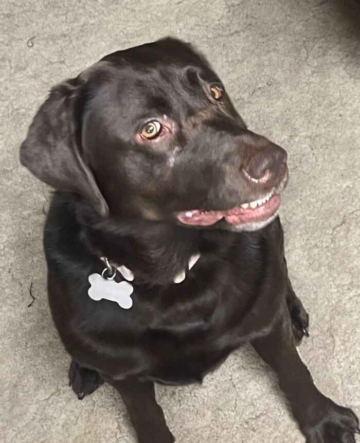 Black dog making an awkward smile showing teeth while sitting on a carpet, capturing a funny pet photo moment.