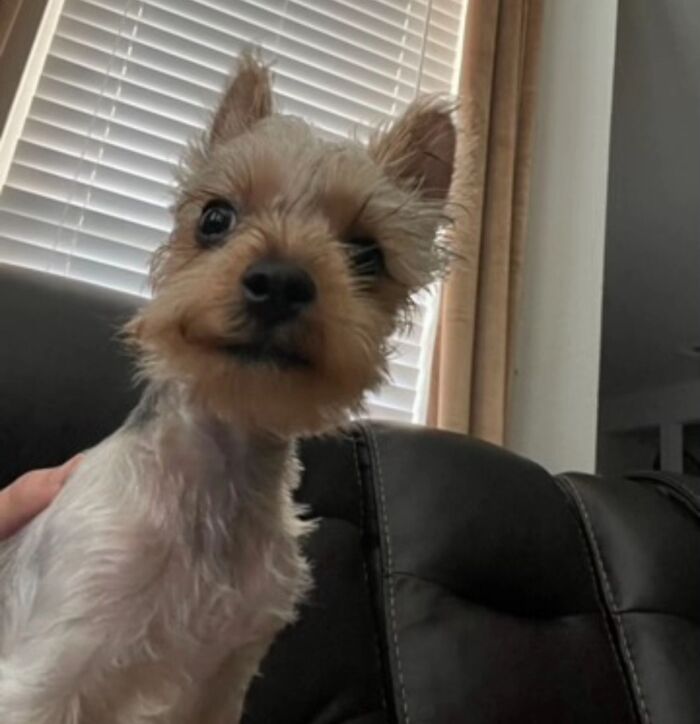 Small dog with a funny tilted head sitting on a couch in awkward pet photo shared by people online