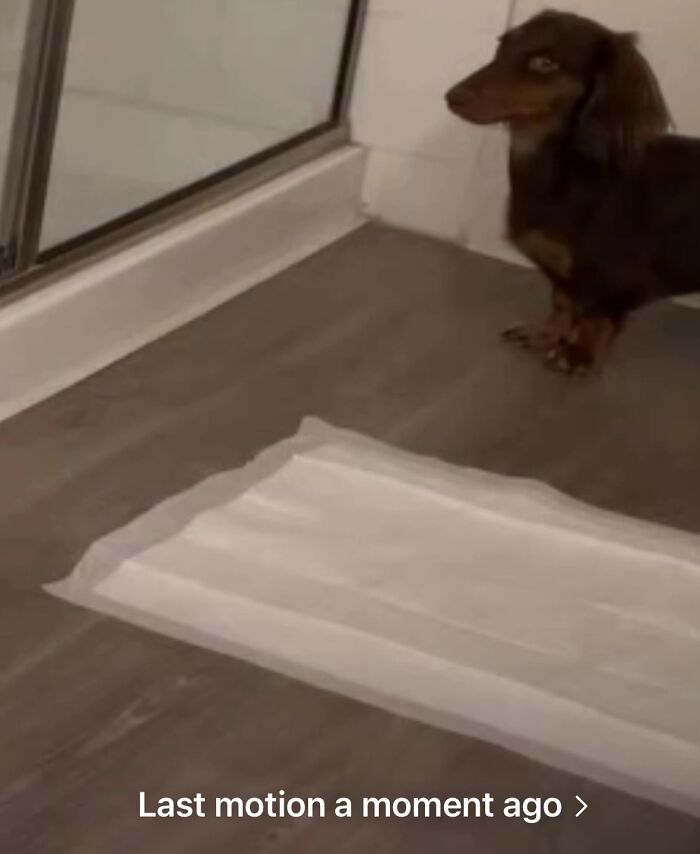 Awkward photo of a small dog looking confused near a pee pad on the floor by a mirrored closet door.
