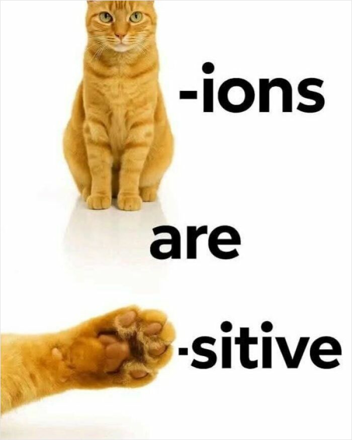 Ginger cat sitting above text "-ions are -sitive" with paw raised, creating a hilarious educational meme.