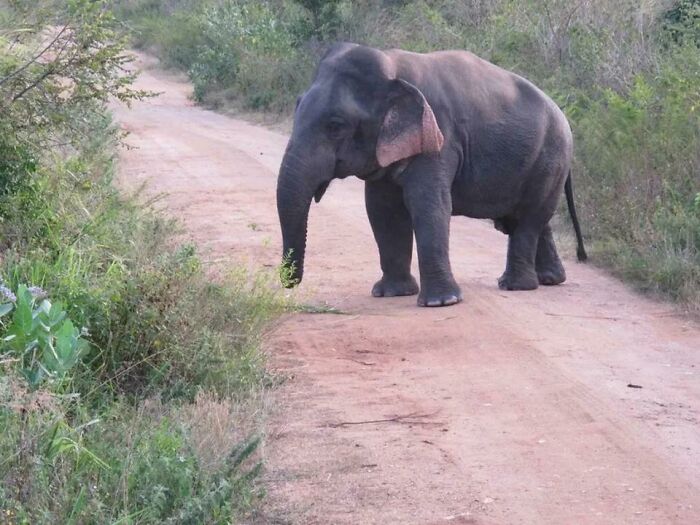 Young elephant crossing a dirt road in a natural wildlife area, showcasing unique animal behavior facts.