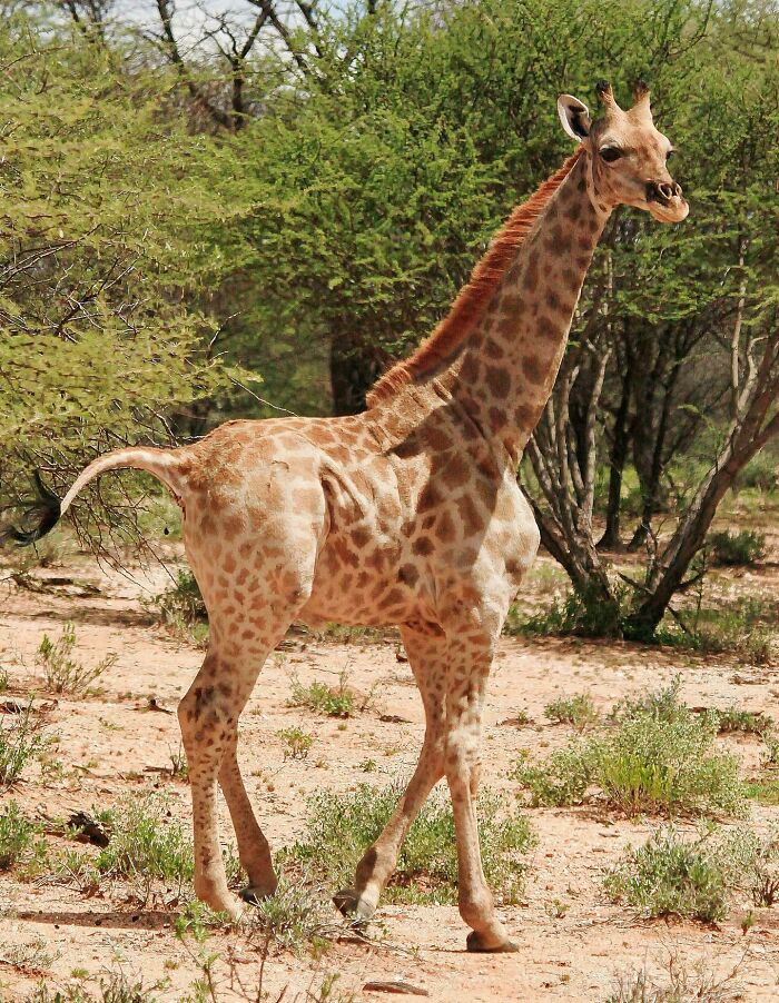 Young giraffe walking in a dry habitat with bushes, showcasing one of the awesome facts about animals.