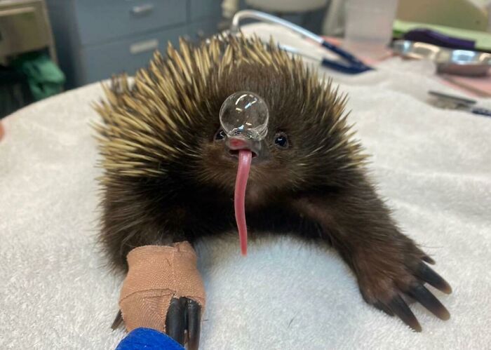 Baby echidna with bubble on nose and tongue out, receiving medical care, showcasing unique animal facts and features.