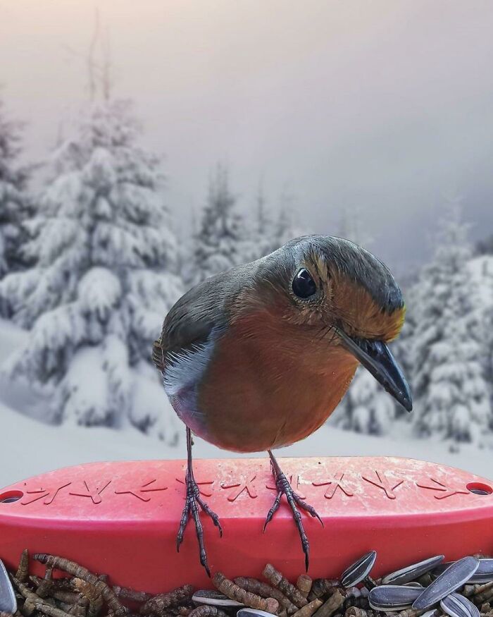 Close-up of a colorful bird perched on a feeder with snowy trees in the background, showcasing awesome facts about animals.
