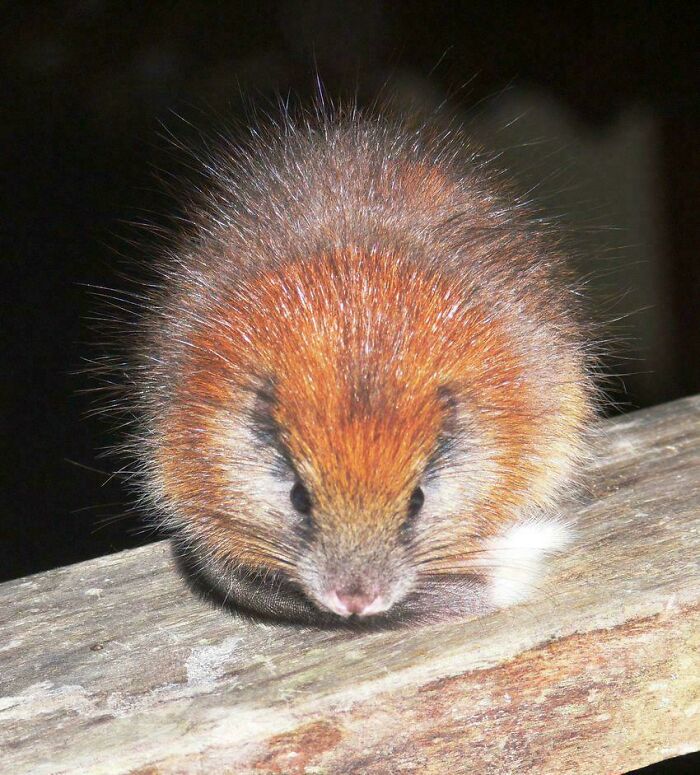 Close-up of a small furry animal with reddish-brown fur showcasing one of the awesome facts about animals.