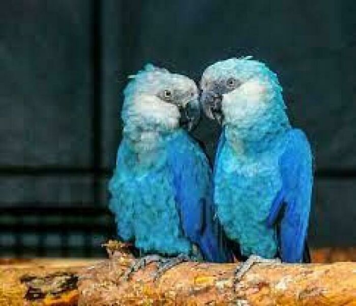 Two vibrant blue parrots perched close together on a branch in an indoor animal environment.