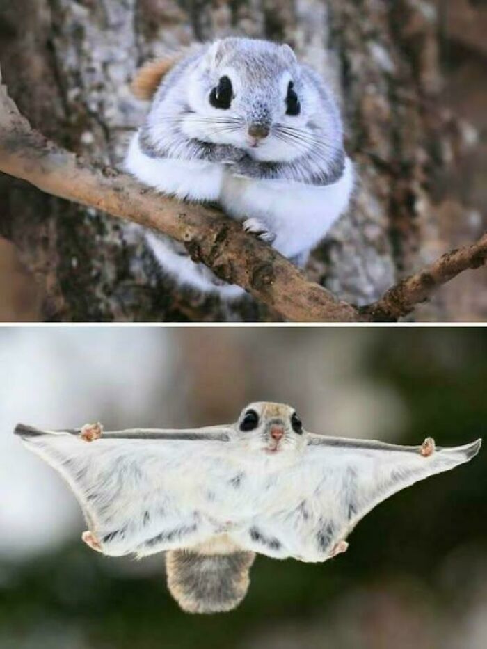 Close-up of a small flying squirrel perched on a branch and gliding with wings spread, showcasing unique animal facts.