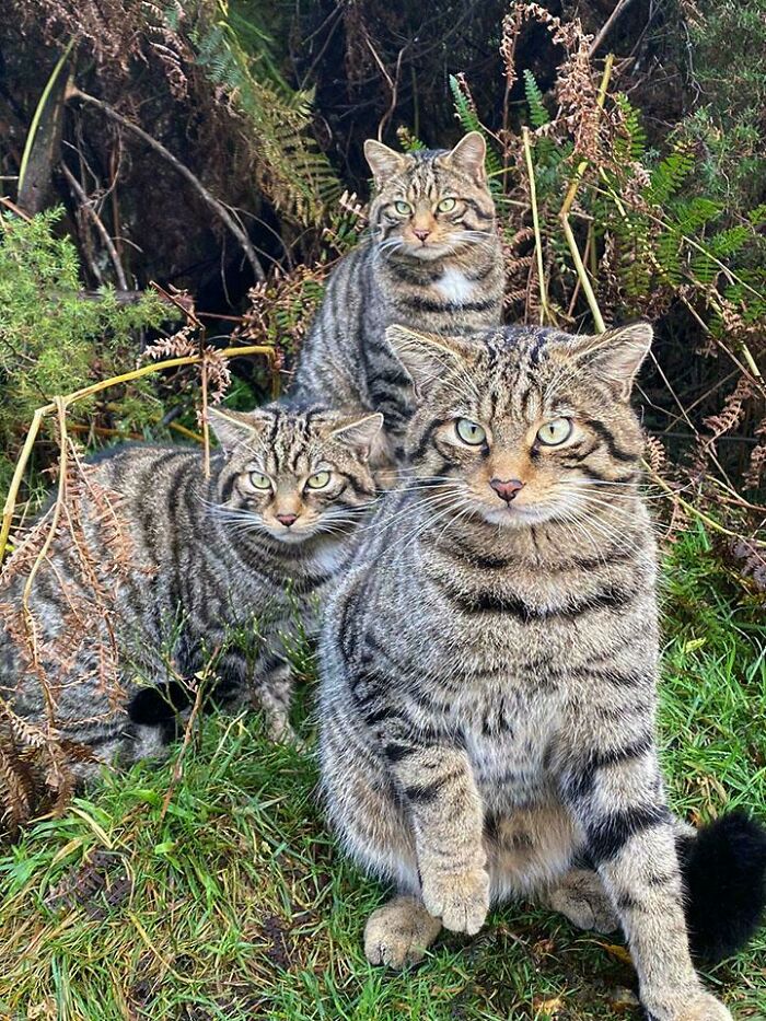 Three wild cats with striped fur sitting and standing among grass and dried plants in a natural animal habitat.