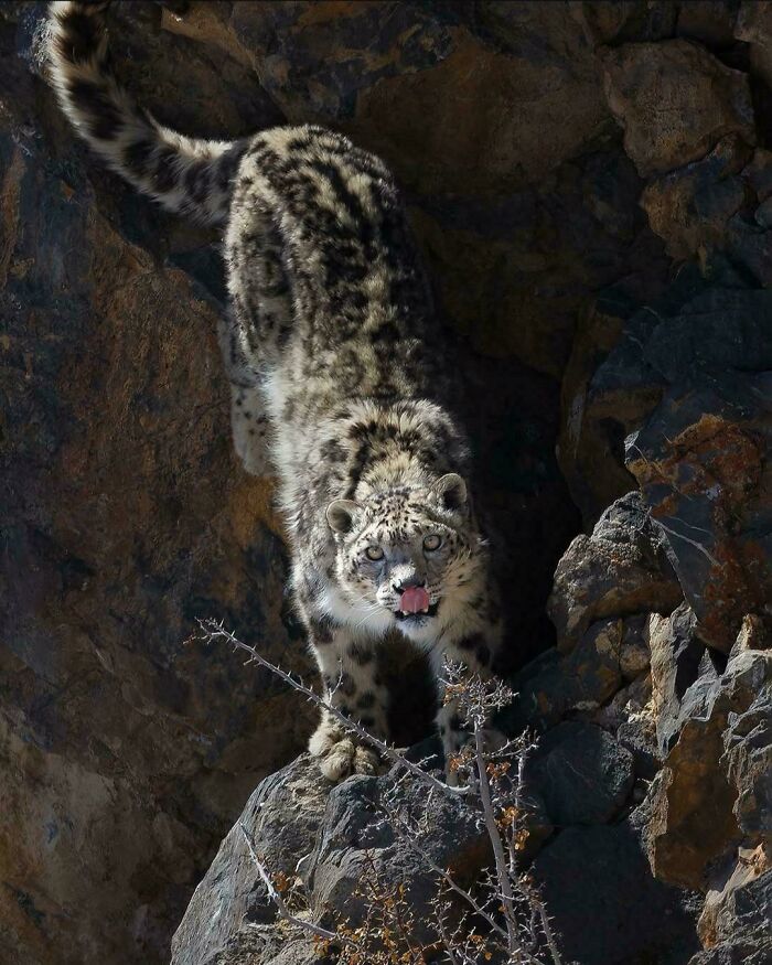 Snow leopard climbing rocky terrain with focused gaze, showcasing one of the awesome facts about animals in the wild.