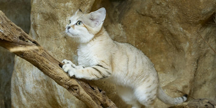 Sand cat climbing a branch inside a rocky enclosure, showcasing unique animal behaviors and traits.