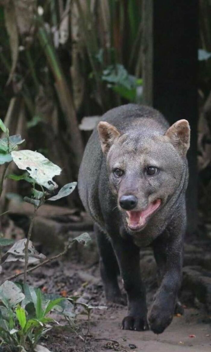 Rare animal walking through forest underbrush showing curious expression in nature, illustrating awesome facts about animals.