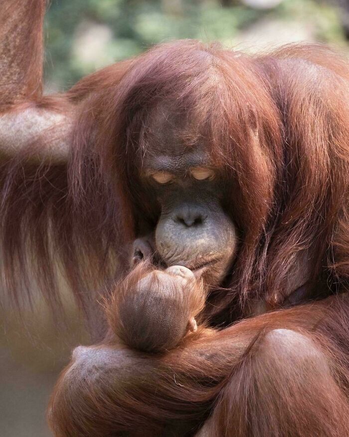 Orangutan mother gently holding and caring for her baby, showcasing heartwarming animal behavior and facts about animals.