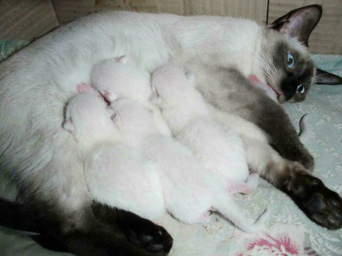 Siamese cat nursing her three newborn kittens, showcasing adorable animal behavior and motherly care facts.