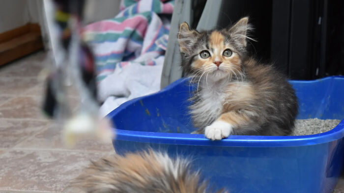 Fluffy kitten sitting in a blue litter box indoors, showcasing adorable animal behavior and charm.
