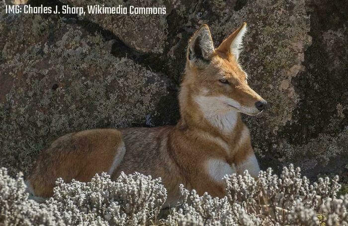 Ethiopian wolf resting among rocks and plants, showcasing unique wildlife in awesome facts about animals collection.