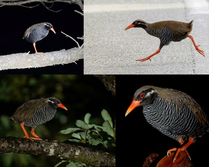 Multiple photos of a rare bird with orange beak and legs showcasing unique animal facts about wildlife.