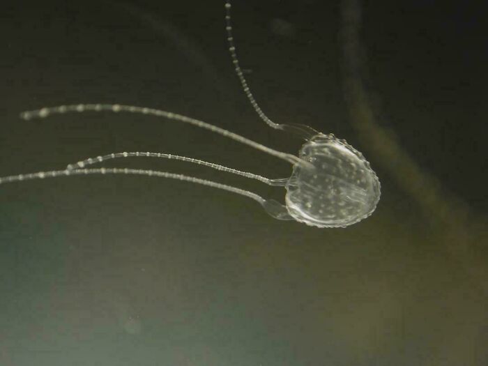 Transparent jellyfish-like animal with long tentacles floating in dark water, illustrating awesome facts about animals.