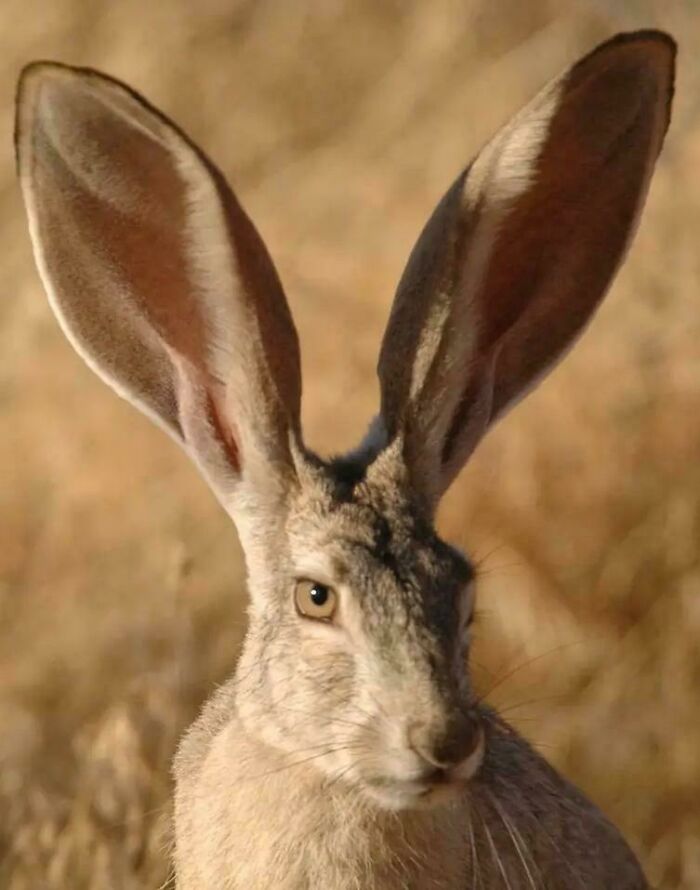 Close-up of a rabbit with large ears in natural habitat, illustrating amazing animal facts from 100 awesome facts about animals.