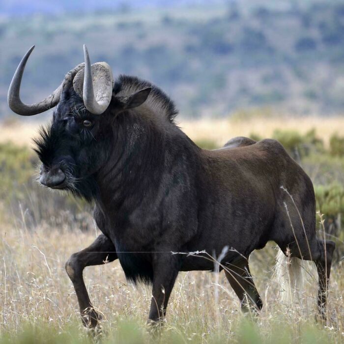 Close-up of a wildebeest walking through grassland, showcasing amazing facts about animals and their natural habitat.