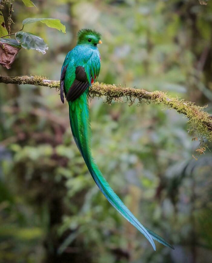 Vibrant green bird with long tail perched on mossy branch in forest, showcasing amazing animal facts and unique wildlife details.