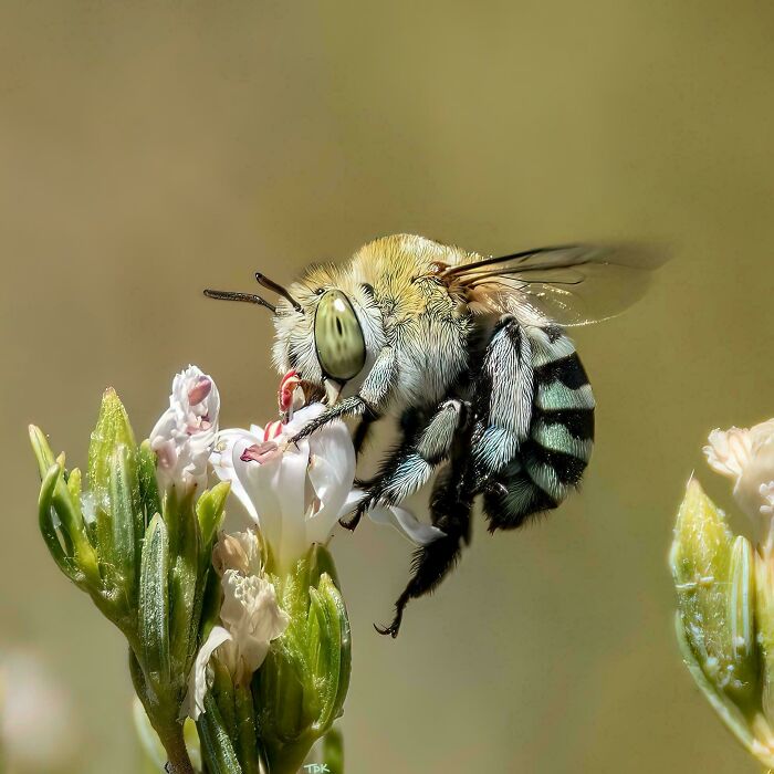 Close-up of a striped bee perched on a white flower, showcasing detailed animal features in a natural setting.