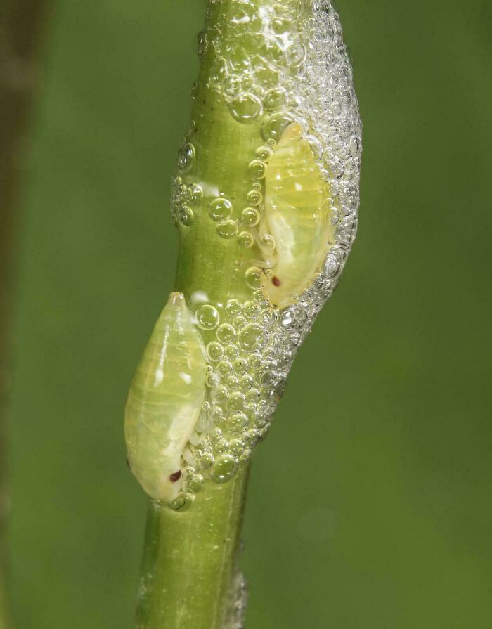 Close-up of insect nymphs on a plant stem surrounded by bubbles, illustrating unique animal facts.