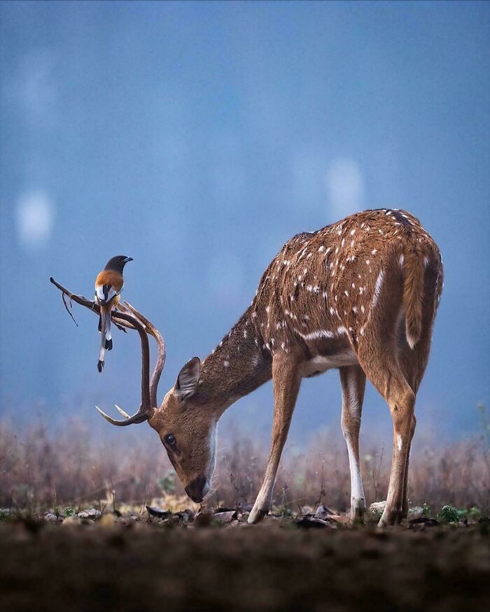 Spotted deer grazing with a bird perched on its antlers, showcasing unique animal behavior in natural habitat.