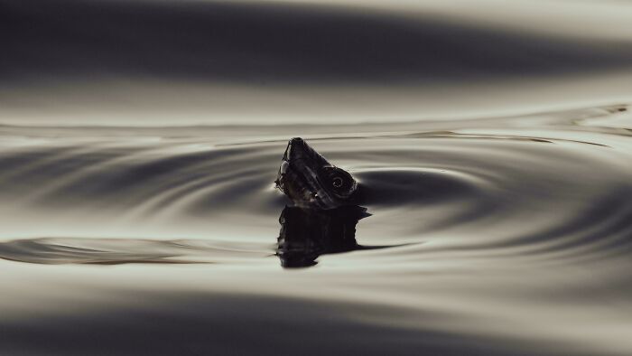 Fish peeking above calm water surface with ripples, showcasing a unique animal moment for awesome animal facts.