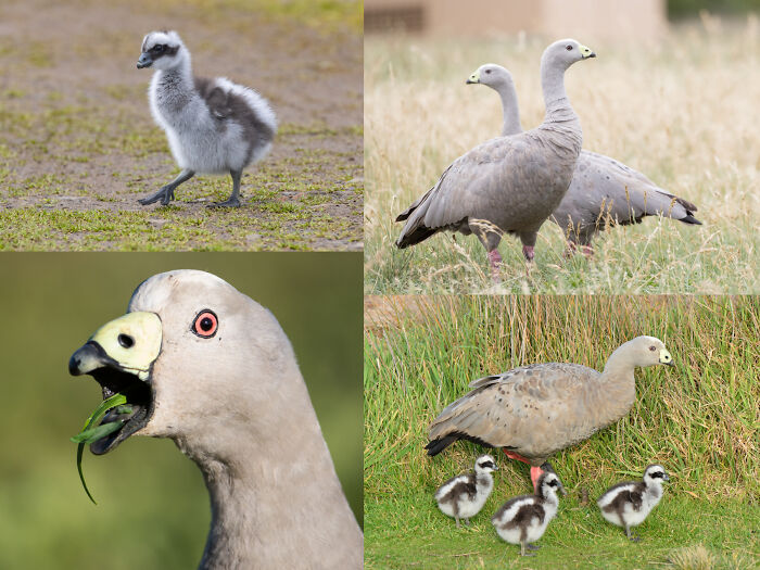 Various birds including goslings and adult geese in natural grassy habitats, showcasing interesting animal facts and behaviors.