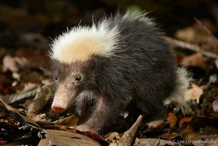 Young skunk with distinct white stripe walking through dry leaves in forest, showcasing unique animal facts and wildlife behavior.